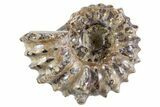 Bumpy Ammonite (Douvilleiceras) Fossil - Madagascar #343800-1